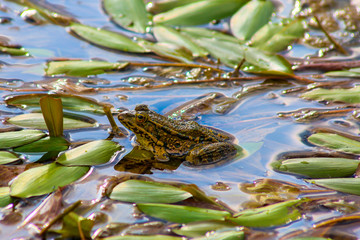 Pelophylax Ridibundus or Marsh Frog between leaves on the shallow waters of a lake.