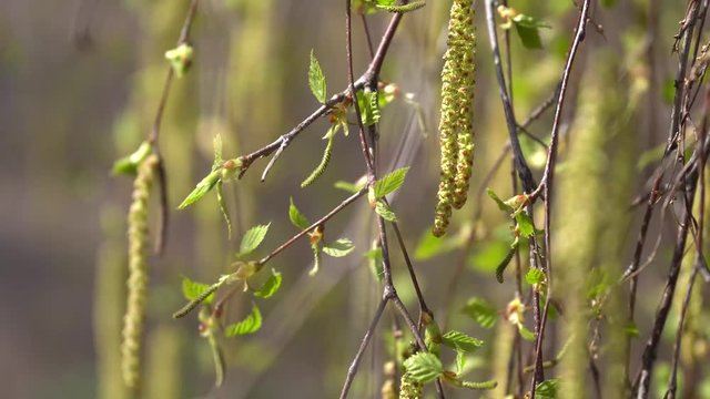 Spring birches catkins background. Twig of birch.