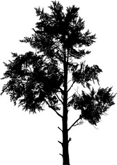 single black pine tree silhouette on white