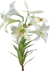 Fototapeta na wymiar five white lily blooms and two buds on stem