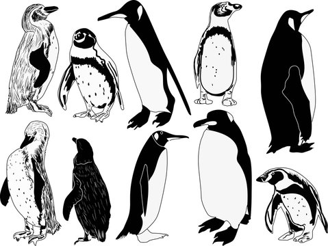ten penguins isolated on white