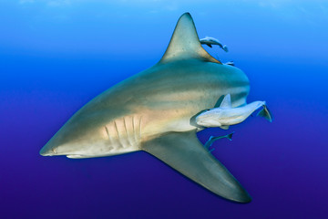 Oceanic black tip shark