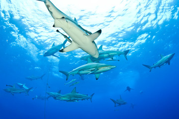 Black tip sharks