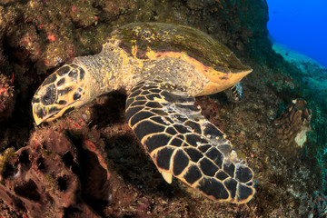 Naklejka na ściany i meble Sea turtle