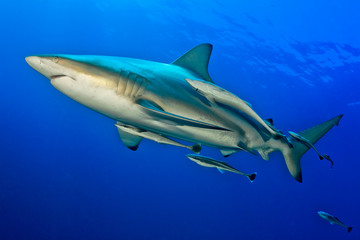 Black tip shark