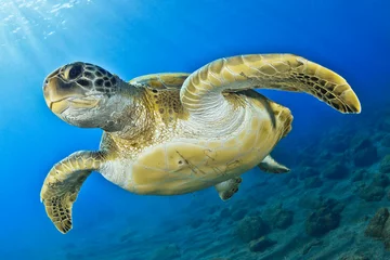 Zelfklevend Fotobehang Green turtle under the sea © davidcarbo