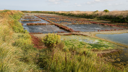 Salt marshes of Guerande on a sunny day in summer