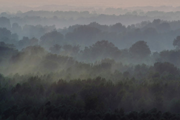Mystical view from top on forest under haze at early morning. Mist among layers from tree silhouettes in taiga under warm predawn sky. Morning atmospheric minimalistic landscape of majestic nature.