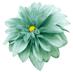flower isolated  turquoise-green dahlia on a white  background with clipping path.  For design.  Closeup.  Nature.