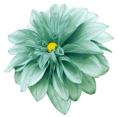 flower isolated  turquoise-green dahlia on a white  background with clipping path.  For design.  Closeup.  Nature. © nadezhda F