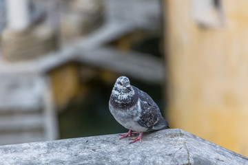 Detailed view of urban doves on Belvedere wall