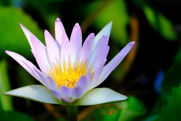 Close up purple waterlily flower blossom in a botanical garden and in a pond with blurred green leaf on the water surface and dark background 