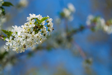 White blossomings on apple-tree branches in sunny and spring day in a garden. Fruit-tree. Small flowers. Background.