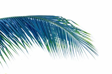 Obraz premium Coconut leaves on white isolated background for green foliage backdrop 