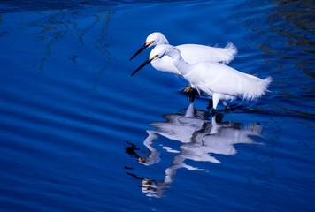 Egret Friends