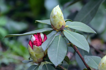 Close up of a pink rhododendron bud with lots of unfolded flowers and large green leaves.