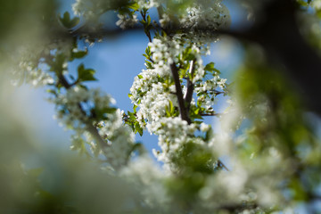 White blossomings on apple-tree branches in sunny and spring day in a garden. Fruit-tree. Small flowers. Background.