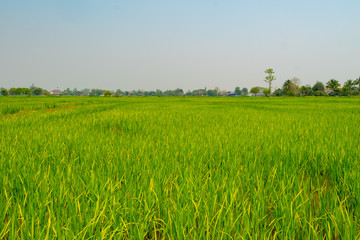 landscape rice feild at the north of Thailand