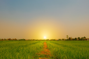 landscape rice feild during morning time with sunrise