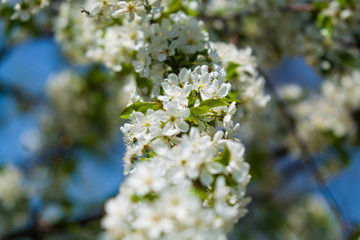 White blossomings on apple-tree branches in sunny and spring day in a garden. Fruit-tree. Small flowers. Background.