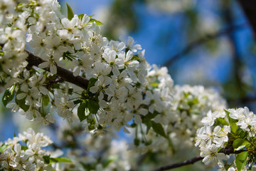 White blossomings on apple-tree branches in sunny and spring day in a garden. Fruit-tree. Small flowers. Background.