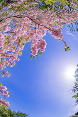 静岡県伊東市　大室山さくらの里の八重桜　魚眼レンズ