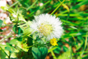 white summer flowers on a background of green leaves