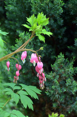 Dicentra spectabils - Bleeding Heart Flowers in sunny day.