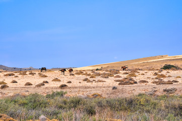 Wild horses grazing in countryside