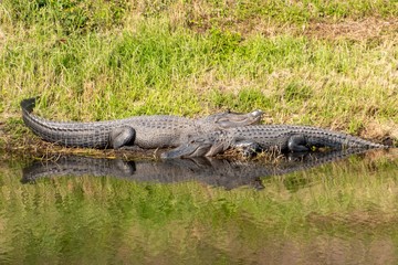 Florida Alligator