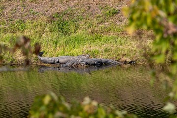 Florida Alligator