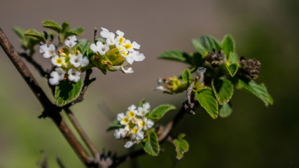 Pequeñas flores blancas y amarillas