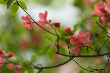 Obraz premium ツツジ