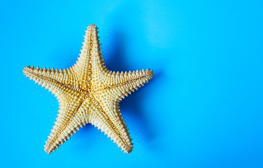 Starfish on blue background, copy space
