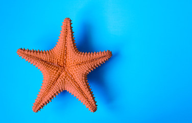 Starfish on blue background, copy space