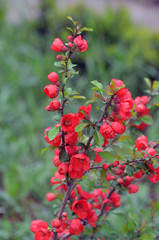 Japanese Quince or Chaenomeles japonica. Flowers of Chaenomeles japonica in the spring garden