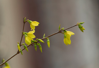 Blooming winter jasmine in the park