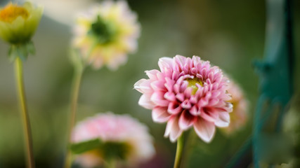 Obraz premium Pequeña flor de petalos fucsia