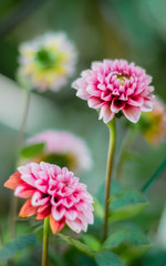 Peque&ntilde;a flor de petalos fucsia
