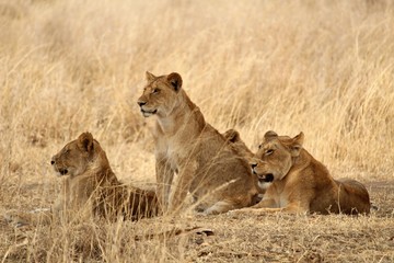 Fototapeta na wymiar Wildlife lioness