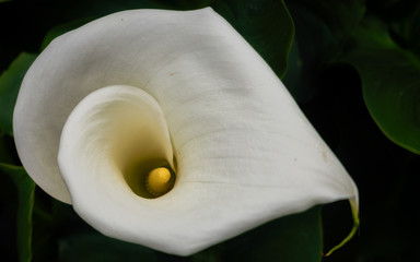 Peque&ntilde;as flores blancas y amarillas