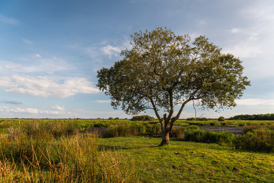 Lonely tree in the Briere marsh area near Breca