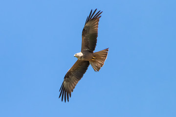 Red kite (Milvus milvus) in Donana National Park, Andalusia, Spain