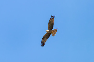 Red kite (Milvus milvus) in Donana National Park, Andalusia, Spain