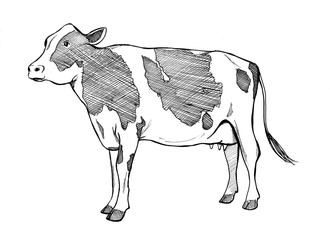 hand drawing illustration of a cow