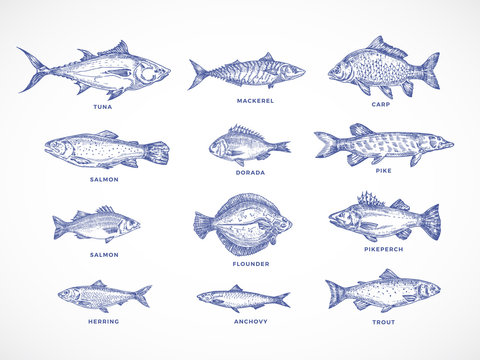 Hand Drawn Ocean, Sea, River and Lake Fishes Set. A Collection of Salmon and Tuna or Pike and Anchovy, Herring, Trout, Mackerel and Dorado Sketches Silhouettes. Isolated Illustrations