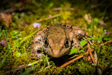 Wood Frog