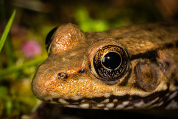 Wood Frog 