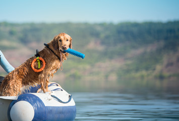 labradador retriever water work rescue dog