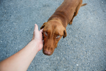 Stray dog. Abandoned and homeless.